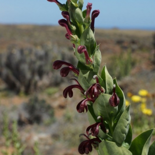 Lobelia polyphylla